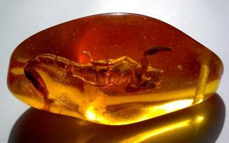 約1億年前の世界最古の琥珀、中國(guó)人科學(xué)者が発見(jiàn)
