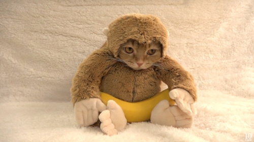 美貌か可愛さか愛嬌か？「ネットの人気者」になる貓の魅力