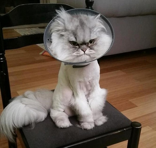 美貌か可愛さか愛嬌か？「ネットの人気者」になる貓の魅力