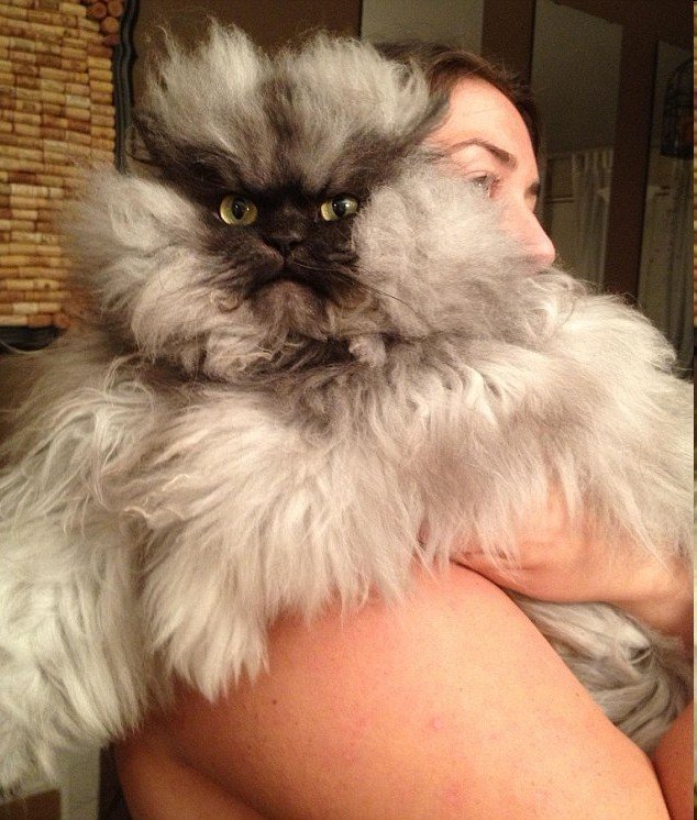 美貌か可愛さか愛嬌か？「ネットの人気者」になる貓の魅力