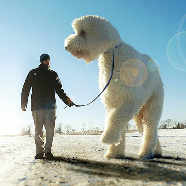 可愛い！フォトショで巨大化した愛犬とのツーショット