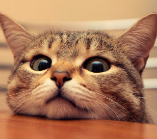 美貌か可愛(ài)さか愛(ài)嬌か？