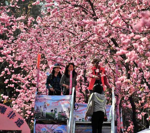 春の遠(yuǎn)足、満開の桜を堪能する市民　昆明