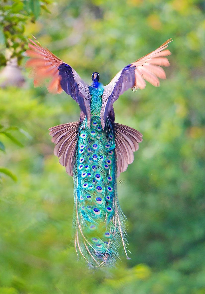 美しすぎる！空を舞う孔雀の貴重なシーン
