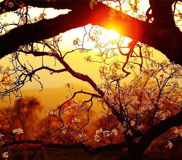 咲き誇る梨の花畑、「田園絵巻」を描き出す　雲南省