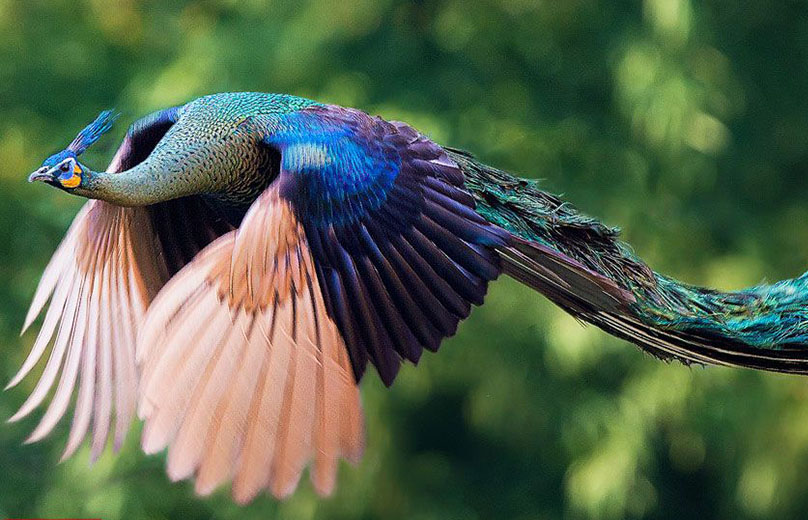 美しすぎる！空を舞う孔雀の貴重なシーン