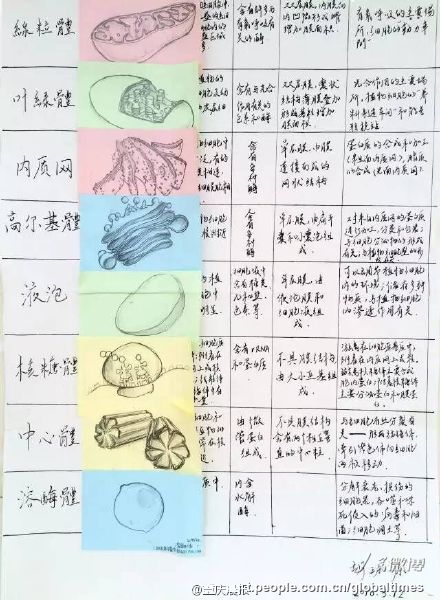 手描きのミトコンドリアに仰天！優(yōu)等生の精巧すぎる生物ノート　重慶