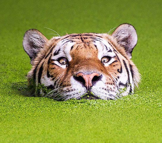 威厳はどこへやら??？藻まみれの虎に思わず失笑　デンマーク