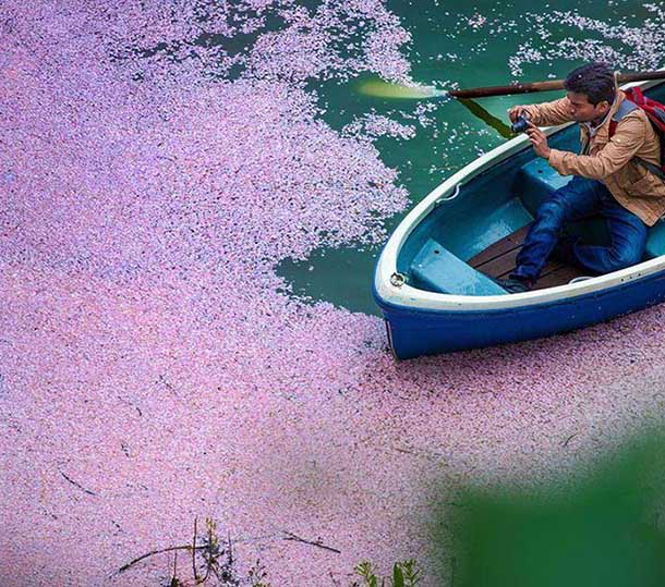 美しすぎる満開の桜、開花宣言を迎えた日本