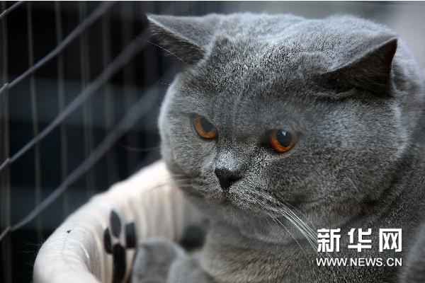 ネコが多いのは米國(guó)、中國(guó)、ロシア　中國(guó)には5300萬匹