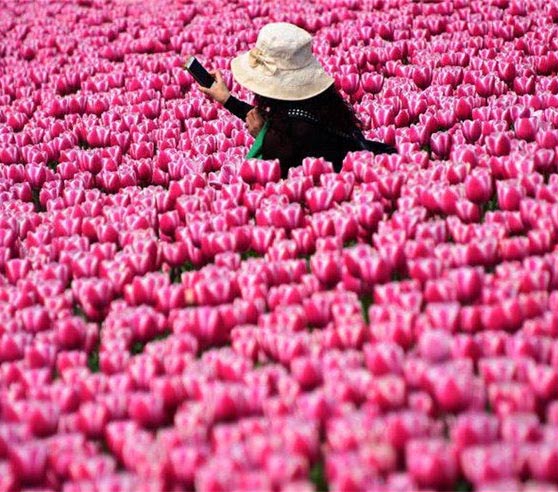 満開のチューリップ畑が観光客を迎える　武漢
