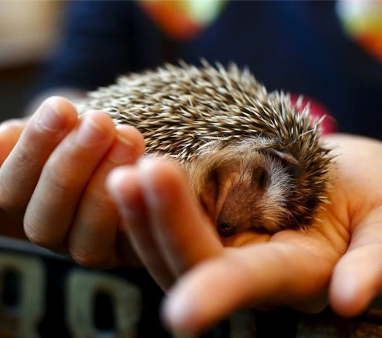 東京のハリネズミカフェに並ぶ客、觸れ合いと癒しを求めて