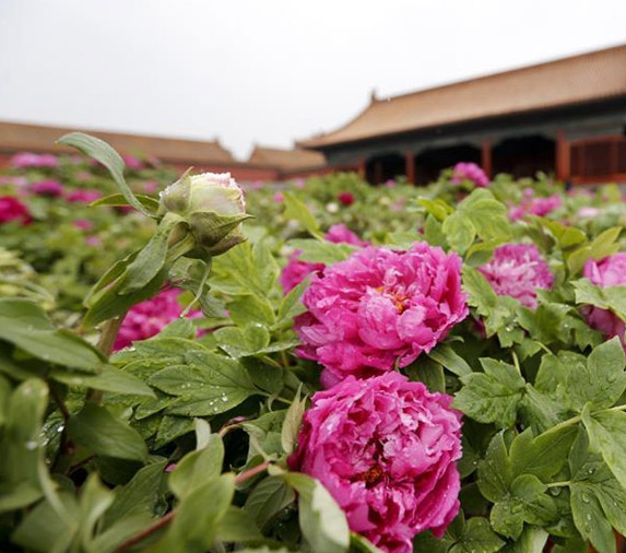 洛陽牡丹展、故宮博物院で開催