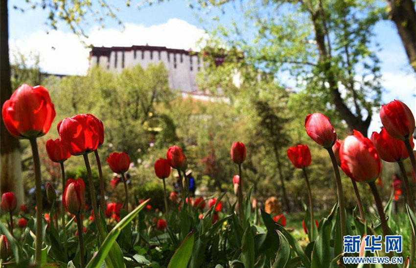 雪の高原で満開(kāi)を迎えるチューリップ
