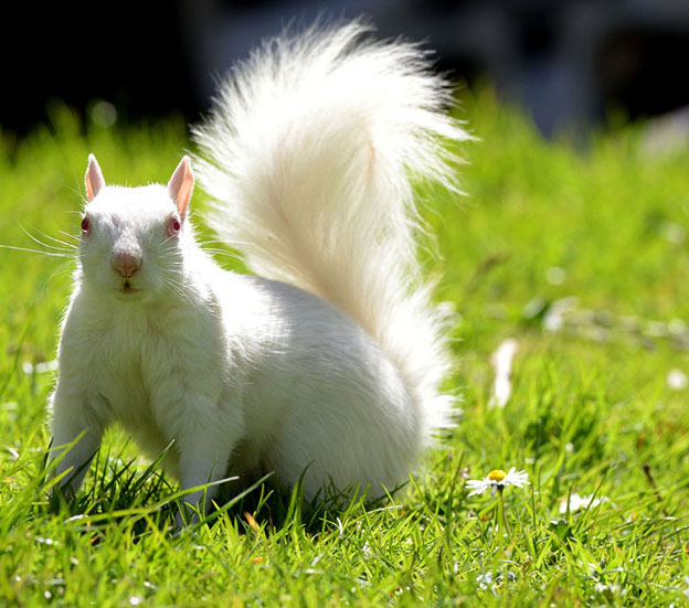 確率は10萬(wàn)分の1！英國(guó)にアルビノのリスが現(xiàn)れる
