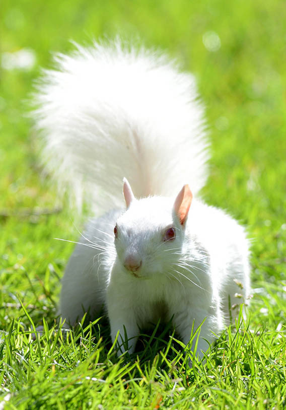 確率は10萬(wàn)分の1！英國(guó)にアルビノのリスが現(xiàn)れる