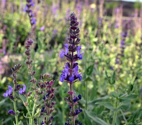 砂漠の生態(tài)風(fēng)景を再現(xiàn)、世界一海抜が低い植物園　新疆