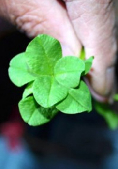 幸せも2倍に！？珍しい「8ツ葉のクローバー」を発見　日本