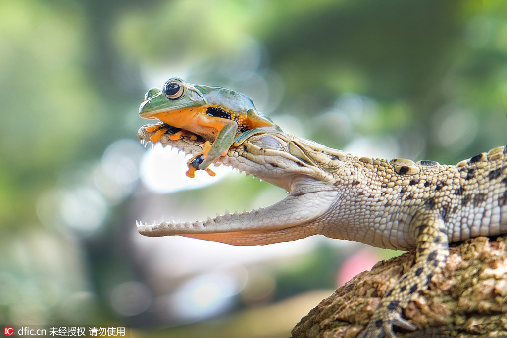 怖いもの知らずのカエル、ワニの鼻先に鎮(zhèn)座