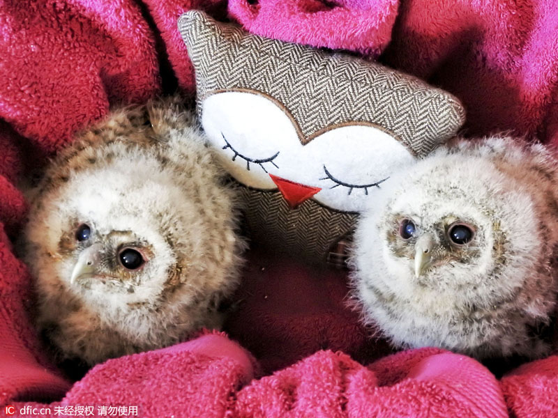 巣から落ちたフクロウのヒナ、クッションがママ代わり　英國(guó)