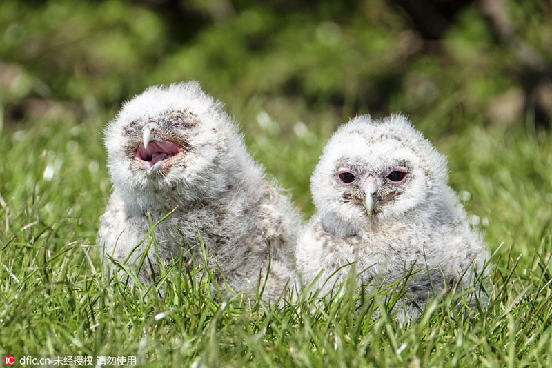 巣から落ちたフクロウのヒナ、クッションがママ代わり　英國(guó)
