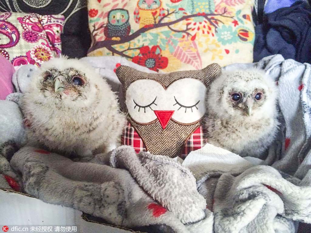 巣から落ちたフクロウのヒナ、クッションがママ代わり　英國