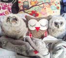 巣から落ちたフクロウのヒナ、クッションがママ代わり　英國