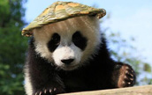 パンダの赤ちゃん、「カンフーパンダ」に変身！？