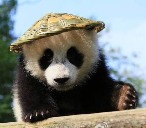 パンダの赤ちゃん、「カンフーパンダ」に変身??？