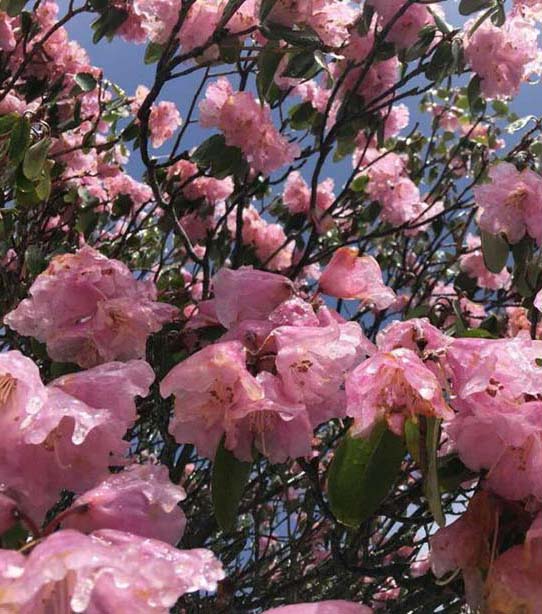 雪の高山つつじ、美しさを氷に閉じ込めて　湖北省