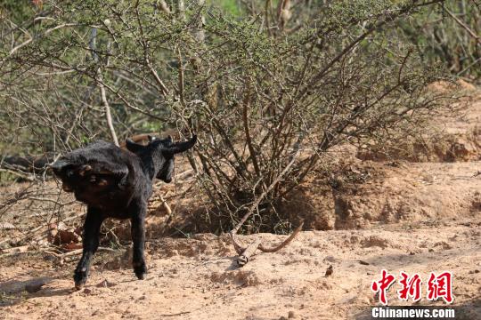 2本腳で生きる「不屈の羊」が話題に　雲(yún)南省