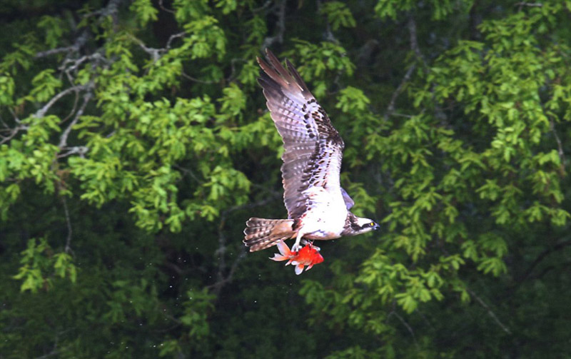 驚きの瞬間！ミサゴが一瞬で金魚を捕まえるシーン