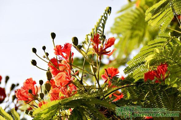 5月、プーアルで見頃を迎えるロイヤルポインシアーナ