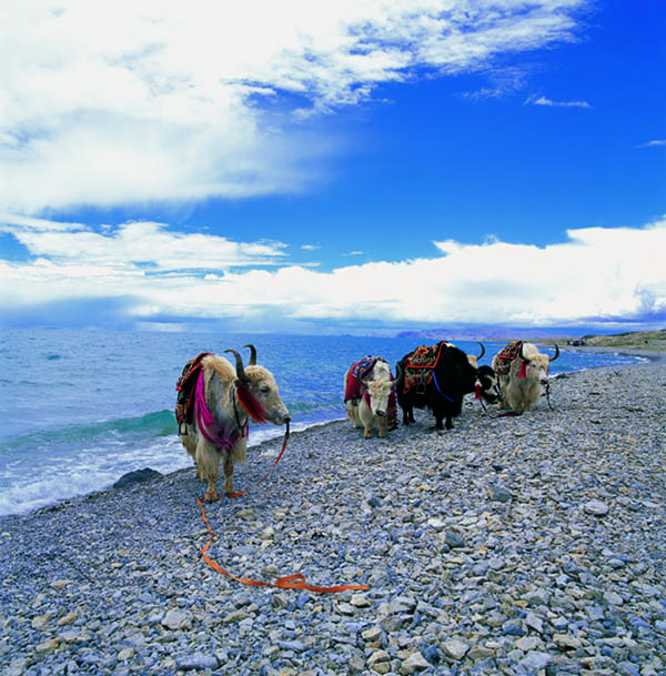 チベット、心の聖地