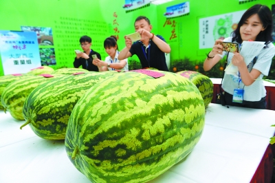 北京、ジャンボスイカコンテスト、今年の「優(yōu)勝者」は79.96キロ