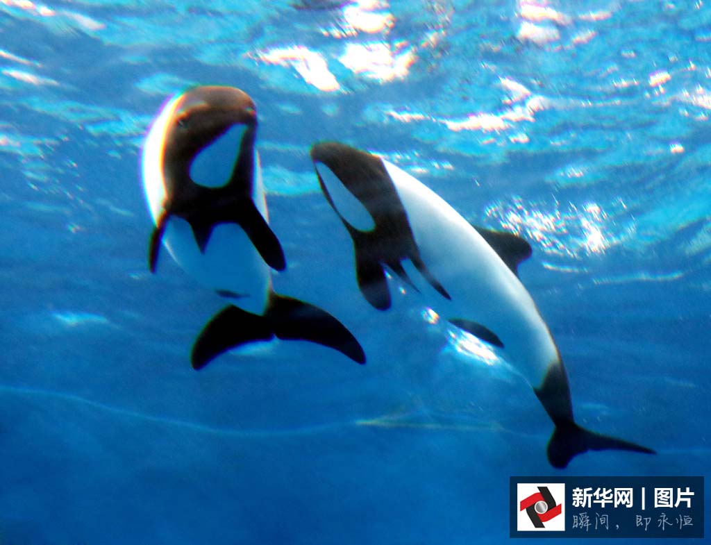 パンダみたいな「イロワケイルカ」がかわいい！　八景島