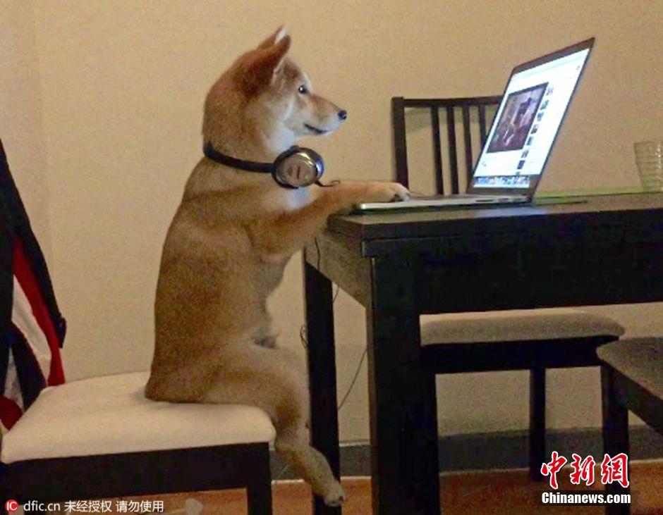 座る姿も一人前？テレビ好きの柴犬がネットで話題に