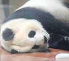 酷暑到來(lái)、アイスブロックを抱えて寢るパンダ　成都