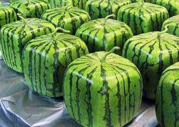 「四角スイカ」がスーパーに登場、物珍しさに市民が集まる