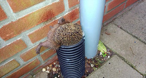 食いしん坊のハリネズミ、パイプに真っ逆さまで「SOS」