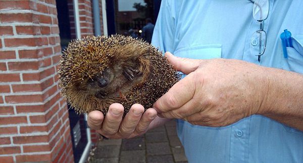 食いしん坊のハリネズミ、パイプに真っ逆さまで「SOS」