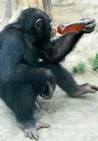 熱中対策もばっちり？パンダは氷を抱え?クールダウン?　山東省