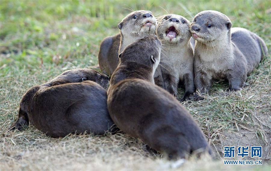 シンガポールに現(xiàn)れたカワウソの「碧山ファミリー」