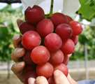 初競りで1房100萬円！過去最高高値を記録した最高級ブドウ　日本
