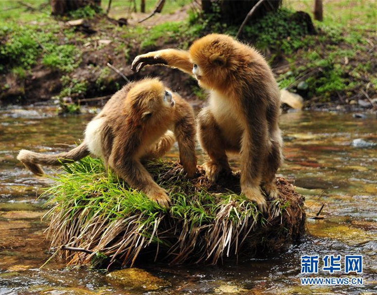 湖北省の神農(nóng)架、世界遺産登録に成功