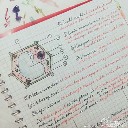 まるで絵のよう！秀才美女の「手書きノート」がネットで話題に