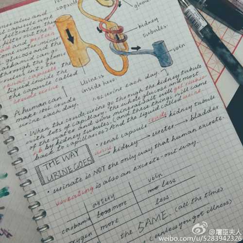 まるで絵のよう！秀才美女の「手書きノート」がネットで話題に