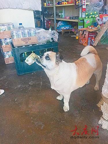 1元札をくわえ、買い物をする小犬に驚きの聲　　店主「うちの常連客だよ」
