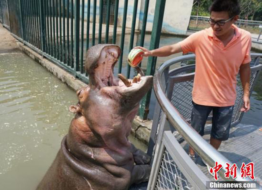 猛暑到來(lái)、動(dòng)物たちも暑気払い　無(wú)錫