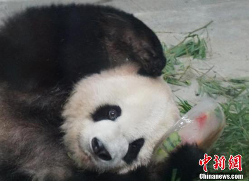 猛暑到來、動物たちも暑気払い　無錫